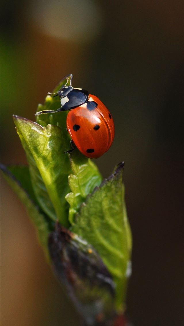 1284x2778 beetle insect - beetle insect iPhone Wallpaper