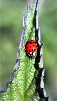 beetle insect wallpaper