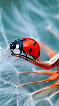 beetle insect wallpaper