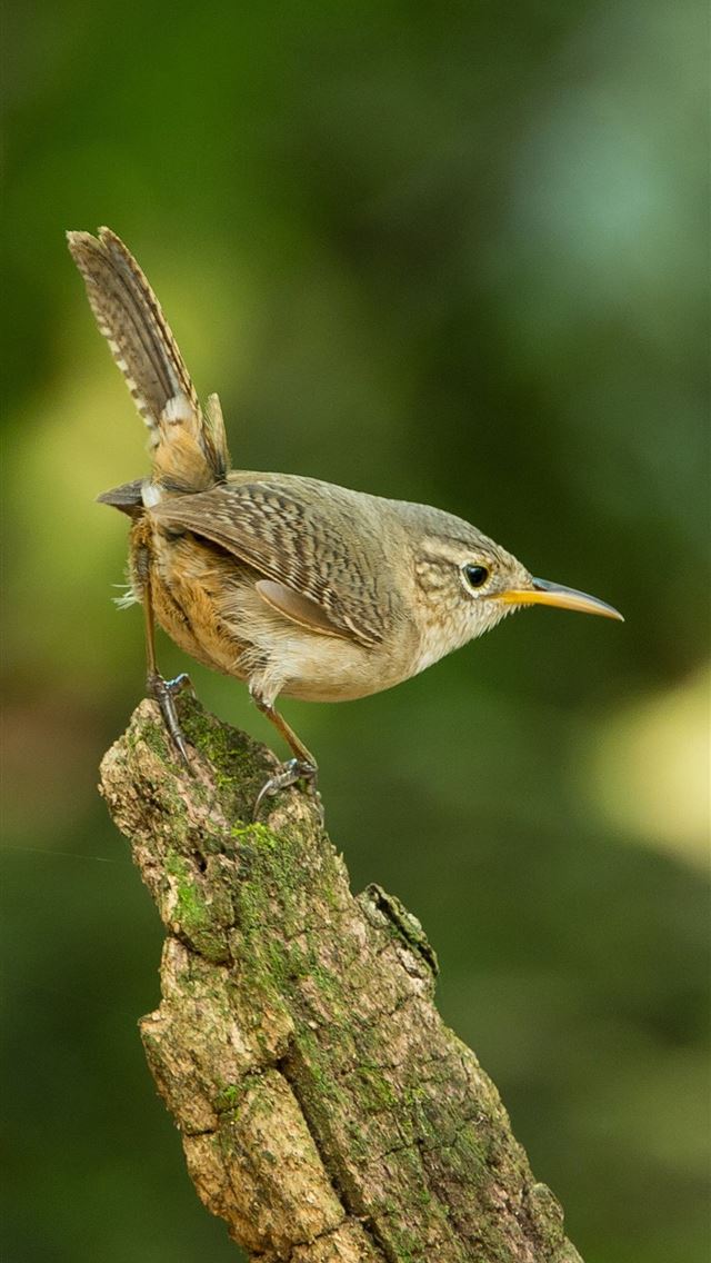 1284x2778 wrens - wrens iPhone Wallpaper