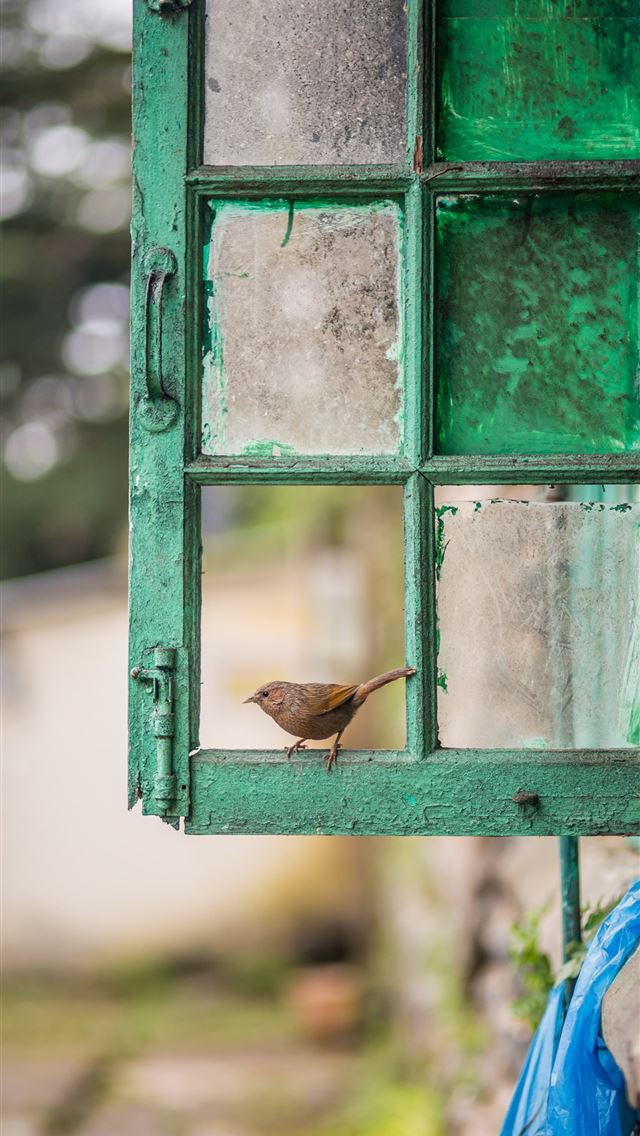 1284x2778 wrens - wrens iPhone Wallpaper