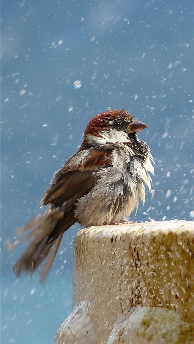 1284x2778 wrens - wrens iPhone Wallpaper