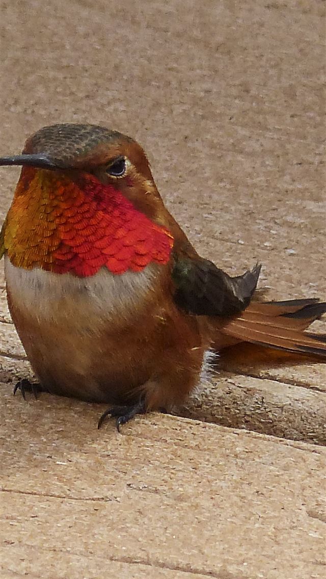 1284x2778 wrens - wrens iPhone Wallpaper