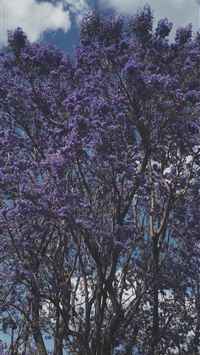 guadalajara wallpaper