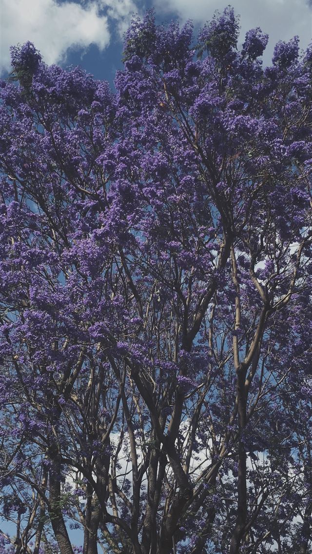 1284x2778 guadalajara - guadalajara iPhone Wallpaper
