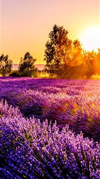 guadalajara wallpaper