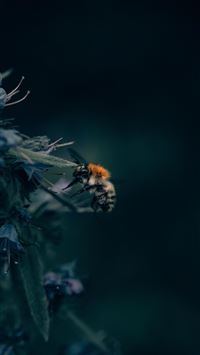 bumblebee insect wallpaper