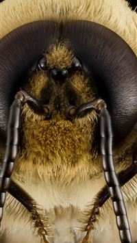 bumblebee insect wallpaper