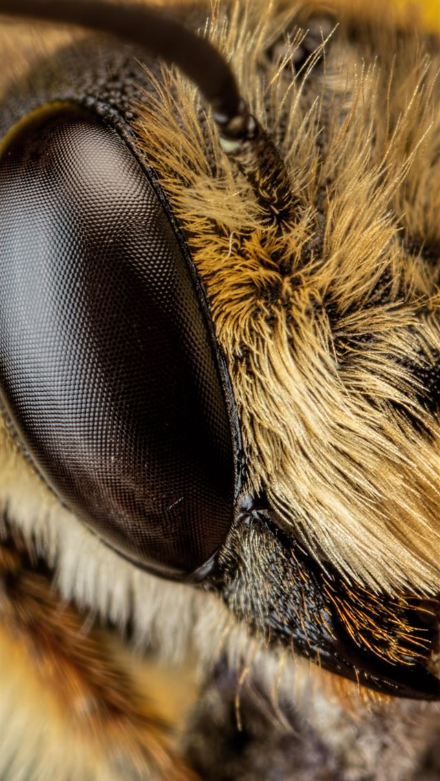 1284x2778 bumblebee insect - bumblebee insect iPhone Wallpaper