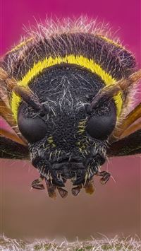 bumblebee insect iPhone Wallpapers Free Download