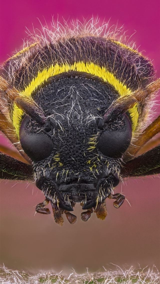 1284x2778 bumblebee insect - bumblebee insect iPhone Wallpaper