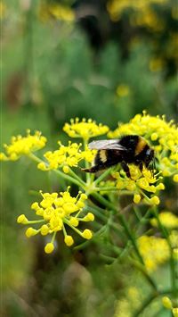 bumblebee insect wallpaper