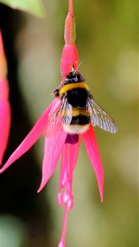 bumblebee insect wallpaper