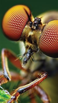 bumblebee insect wallpaper