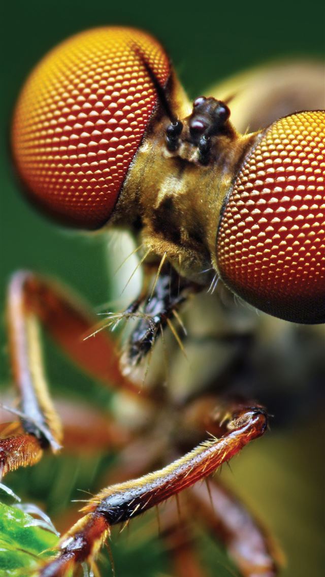 1284x2778 bumblebee insect - bumblebee insect iPhone Wallpaper