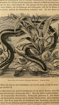 caecilians wallpaper