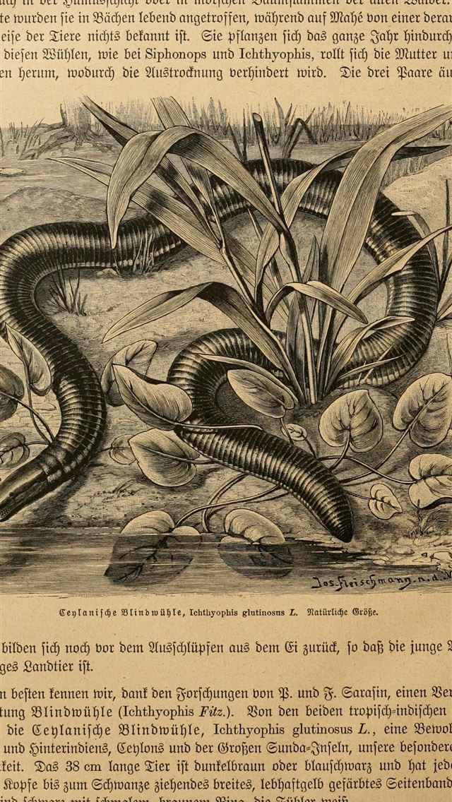 1284x2778 caecilians - caecilians iPhone Wallpaper