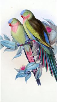 caecilians wallpaper