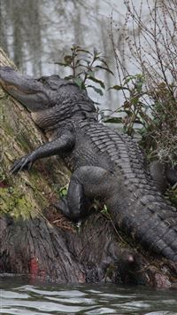 caecilians wallpaper