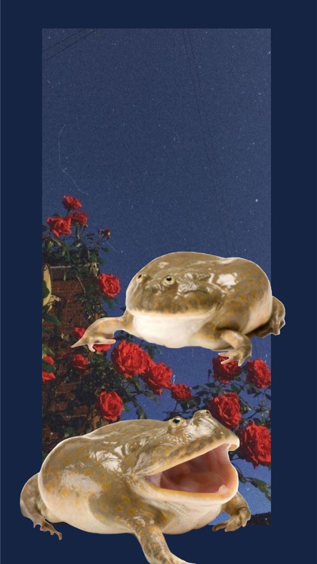 1284x2778 toads - toads iPhone Wallpaper
