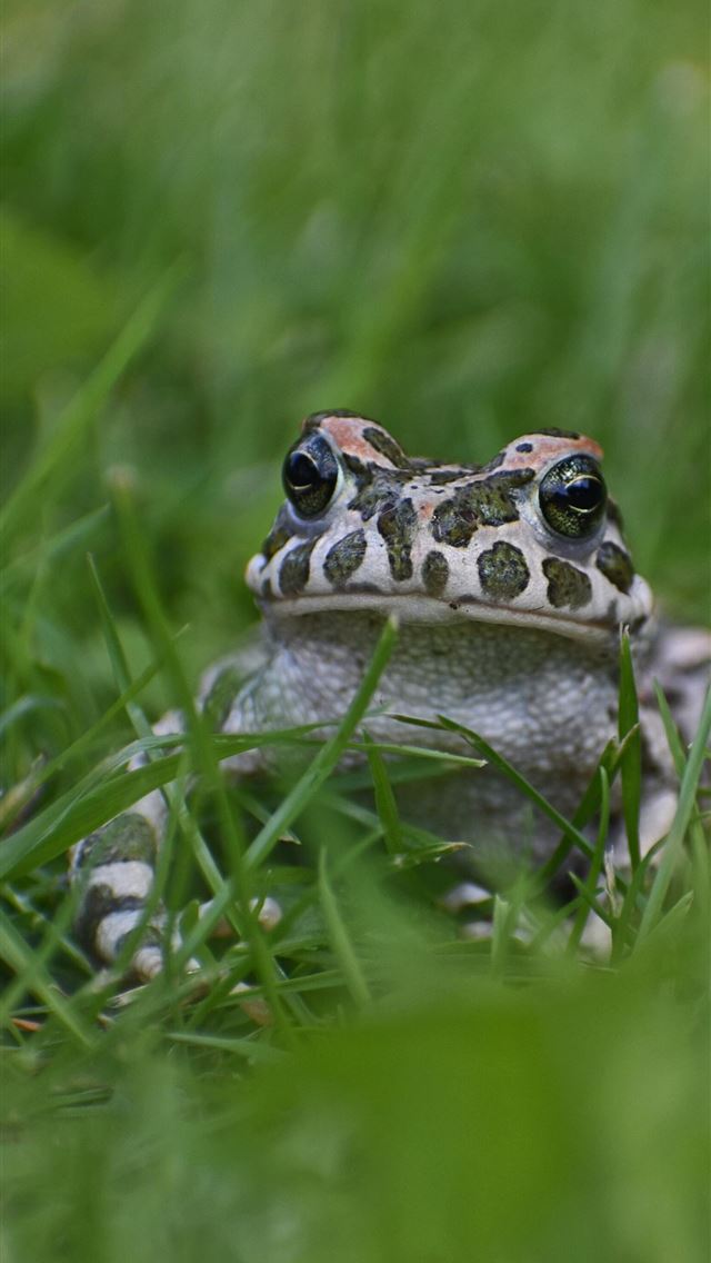 1284x2778 toads - toads iPhone Wallpaper