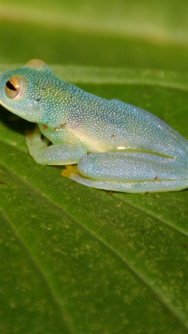 1284x2778 toads - toads iPhone Wallpaper