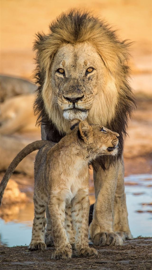 1125x2436 nxai pan national park - nxai pan national park iPhone Wallpaper
