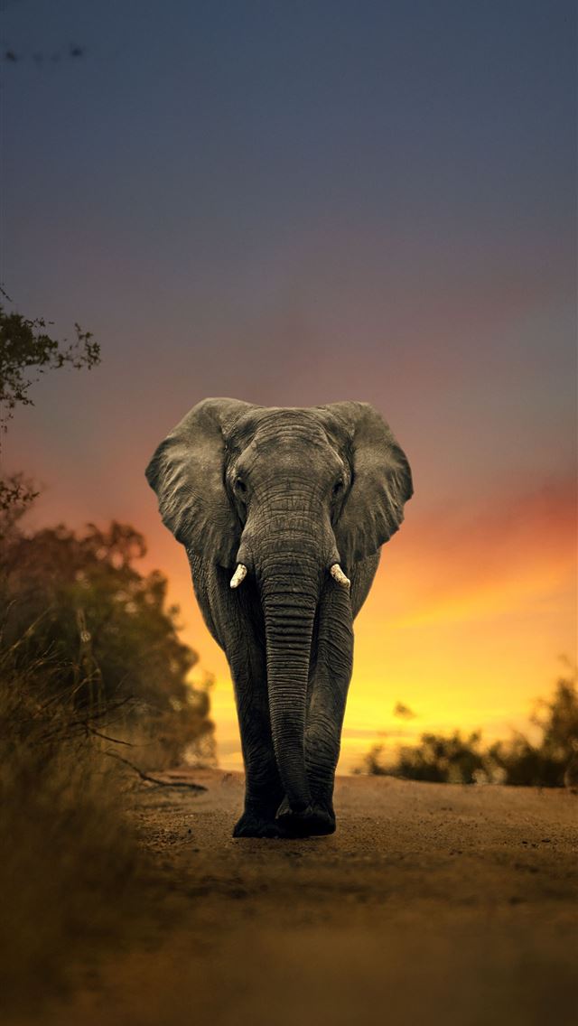 1284x2778 nxai pan national park - nxai pan national park iPhone Wallpaper