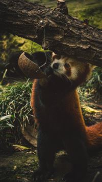 nxai pan national park wallpaper