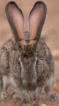 nxai pan national park wallpaper