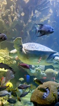 massachusetts wallpaper