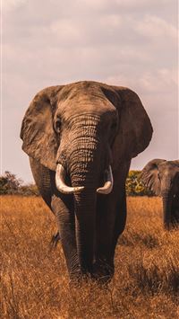 music of africa wallpaper