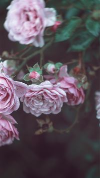 virgin islands wallpaper