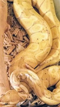 banana ball python wallpaper