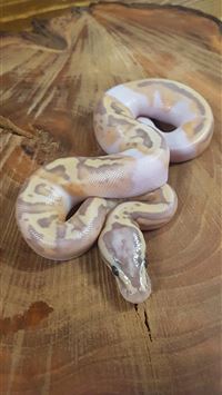 banana ball python wallpaper