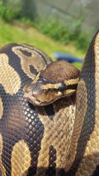 banana ball python wallpaper