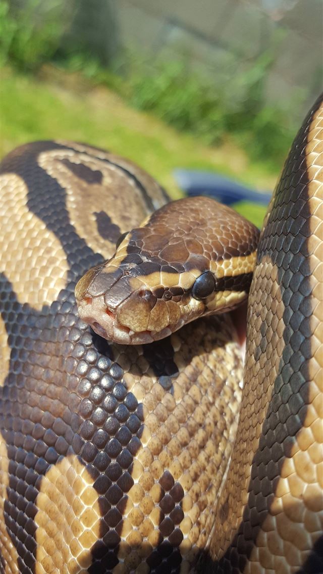 1284x2778 banana ball python - banana ball python iPhone Wallpaper