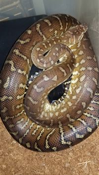 banana ball python wallpaper