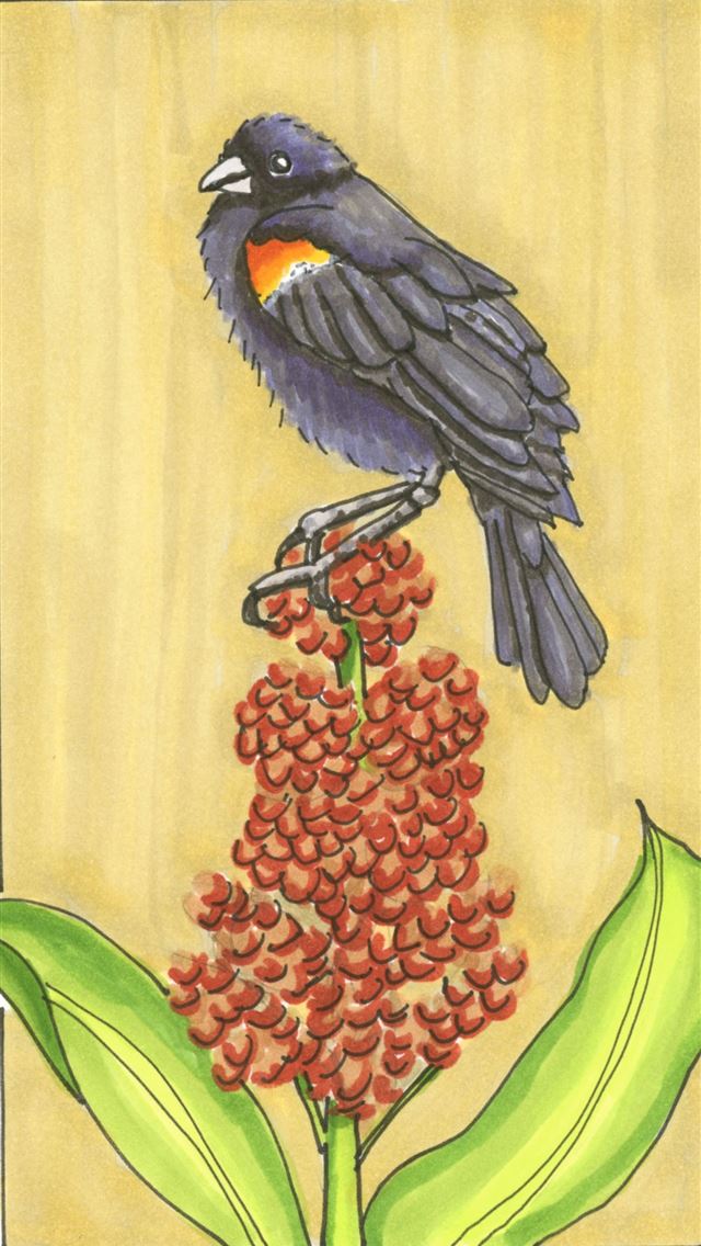 1284x2778 red winged blackbird - red winged blackbird iPhone Wallpaper