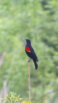 red winged blackbird wallpaper
