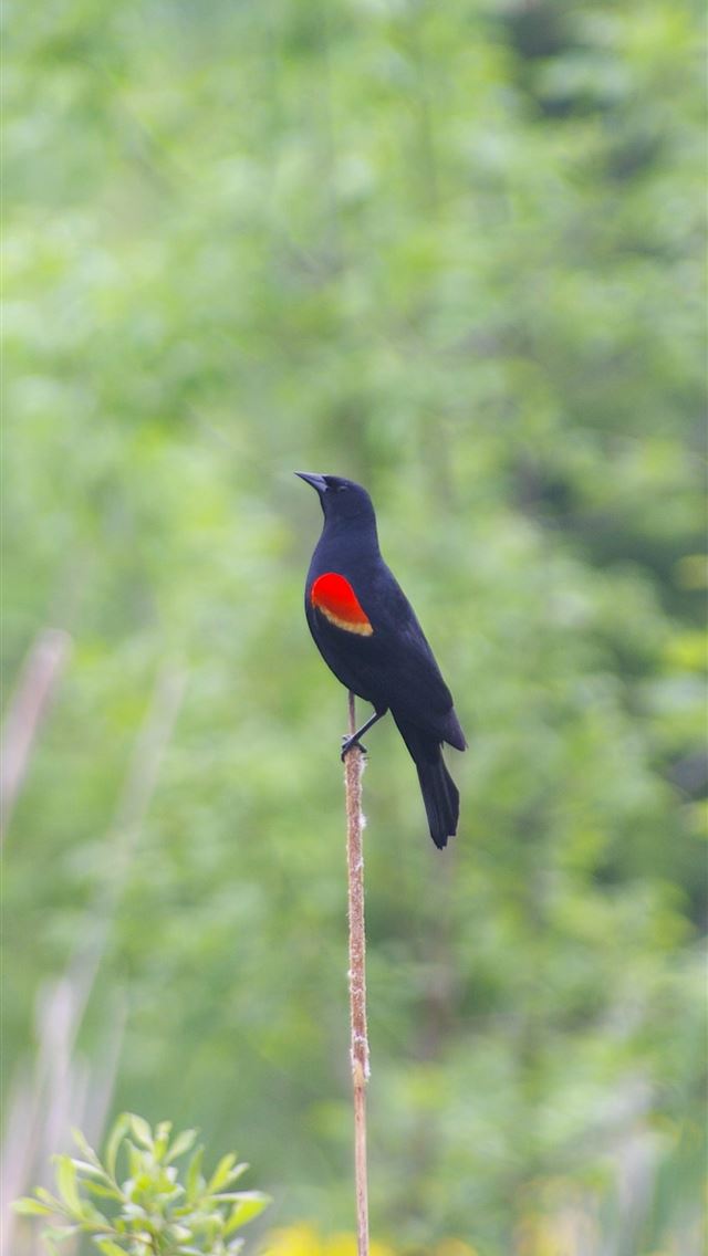 1284x2778 red winged blackbird - red winged blackbird iPhone Wallpaper