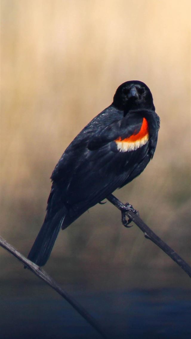 1125x2436 red winged blackbird - red winged blackbird iPhone Wallpaper