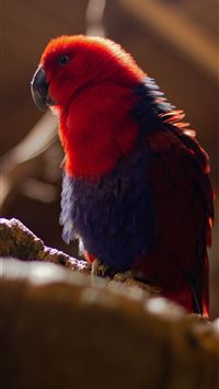 red winged blackbird wallpaper