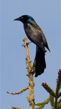 red winged blackbird wallpaper