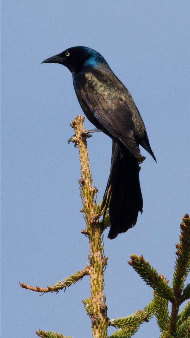1284x2778 red winged blackbird - red winged blackbird iPhone Wallpaper