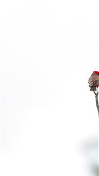 red winged blackbird wallpaper