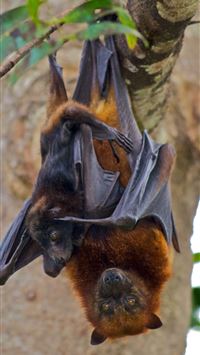 solomon islands wallpaper