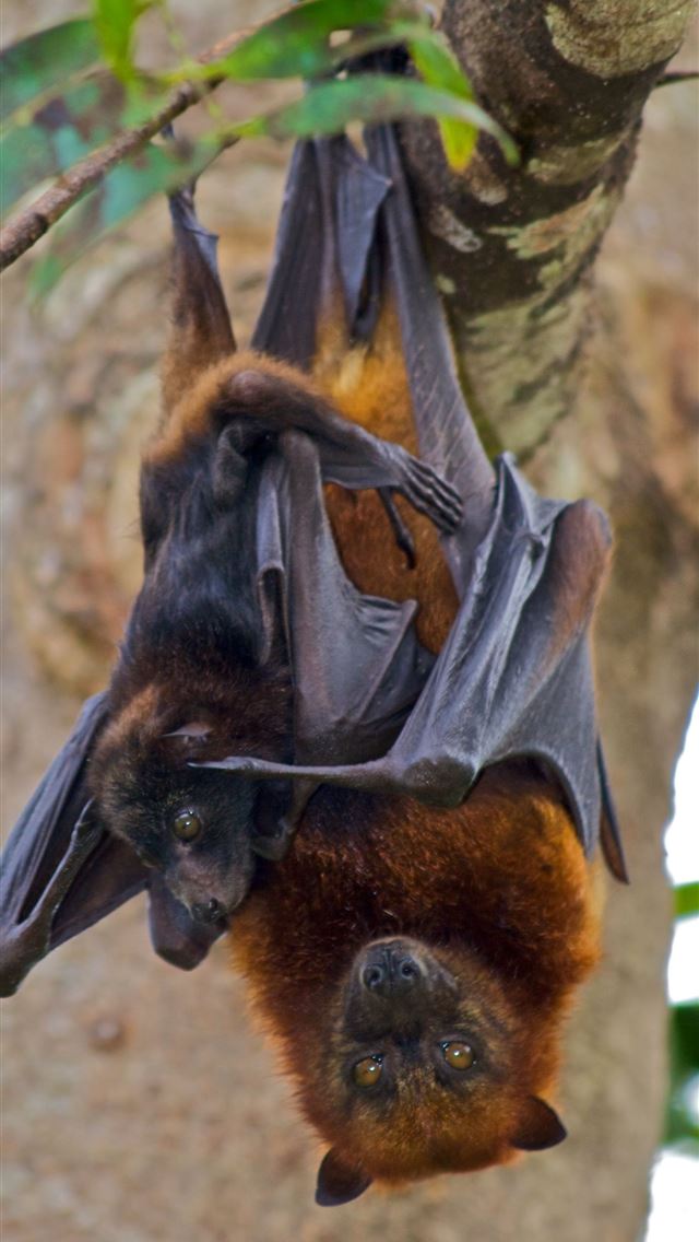 1284x2778 solomon islands - solomon islands iPhone Wallpaper