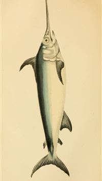 sword fish wallpaper