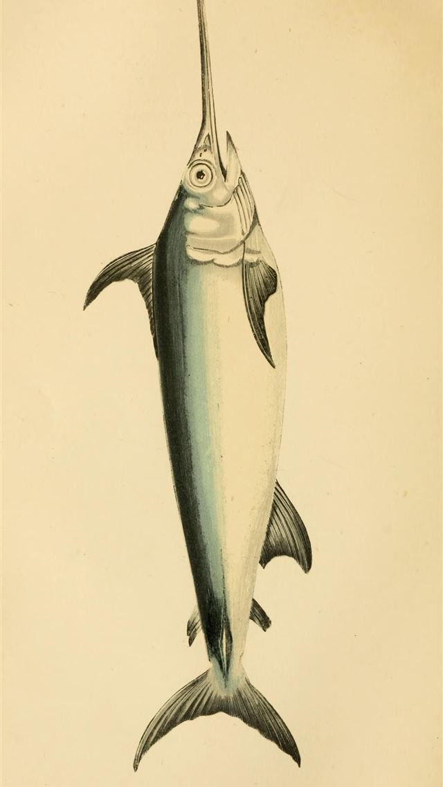 1284x2778 sword fish - sword fish iPhone Wallpaper